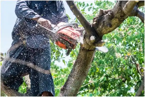 tree services Pawnee